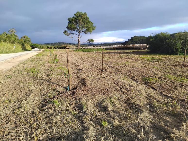 Plantação de árvores junto ao Cais Palafítico